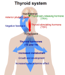 Thyroid_system