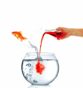 FishJumpingoutofBowlToxic